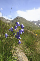 Austria, Tyrol, Kaunertal, Close up of bellflowers with mountains in background - KSWF000580