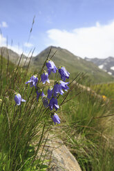 Österreich, Tirol, Kaunertal, Nahaufnahme von Glockenblumen mit Bergen im Hintergrund - KSWF000580