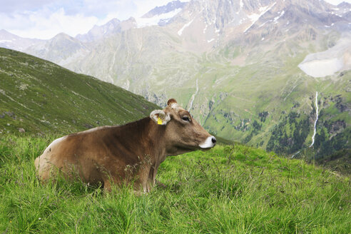 Österreich, Tirol, Kaunertal, Kuh im Gras sitzend mit Berg im Hintergrund - KSWF000574