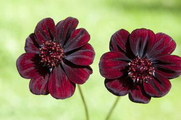 Germany, Bavaria, Close up of chocolate cosmos flower - NHF001256