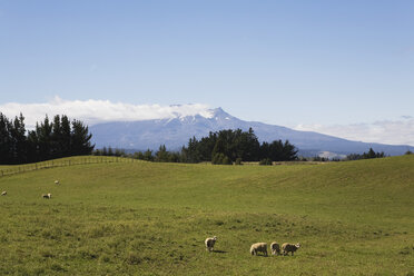 Neuseeland, Nordinsel, Schafherde auf der Weide im Tongariro-Nationalpark mit Mount Ruapehu im Hintergrund - GWF001223