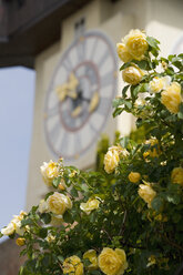 Österreich, Steiermark, Graz, Schlossberg, Blumen mit Uhrenturm im Hintergrund - WWF001323
