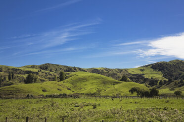 Neuseeland, Nordinsel, Schafe grasen auf grünen Hügeln - GWF001247