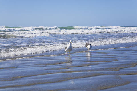 Neuseeland, Nordinsel, Seemöwen am Strand, lizenzfreies Stockfoto
