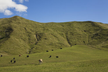 New Zealand, North Island, Sheep grazing on grasslands - GWF001262