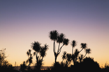 Neuseeland, Südinsel, Westküste, Silhouette eines Kohlbaums bei Sonnenuntergang - GWF001312
