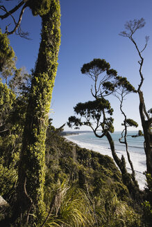 Neuseeland, Südinsel, Westküste, Blick auf den Tai Poutini National Park mit dem Meer im Hintergrund - GWF001316