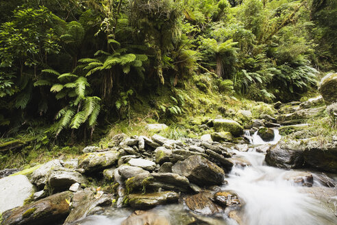 Neuseeland, Südinsel, Bach, der durch Regenwald fließt - GWF001282