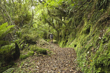 Neuseeland, Südinsel, Frau wandert auf dem Rainforest Trail - GWF001283