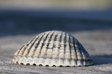 Deutschland, Nordsee, Amrum, Nahaufnahme eines Muscheldetails auf einer Holzbank - AWDF000593