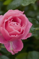 Germany, Northsea, Amrum, close up of rose - AWDF000595