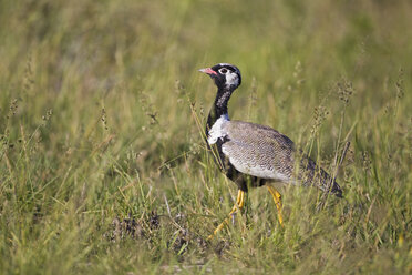 Afrika, Botsuana, Schwarzer Korhaan im zentralen Kalahari-Wildreservat - FOF002164