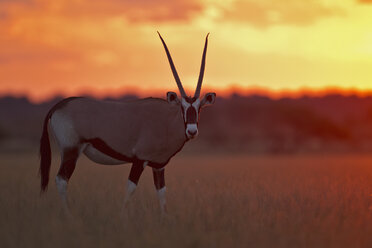 Afrika, Botswana, Gemsbock im Zentral Kalahari Wildreservat bei Sonnenaufgang - FOF002165