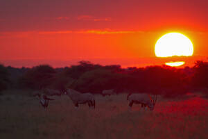 Afrika, Botswana, Gemsbock im zentralen Kalahari Wildreservat bei Sonnenuntergang - FOF002166