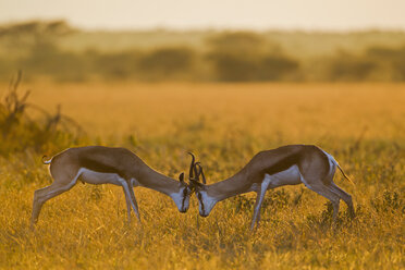 Afrika, Botsuana, Springbockkampf im zentralen Kalahari-Wildreservat - FOF002167