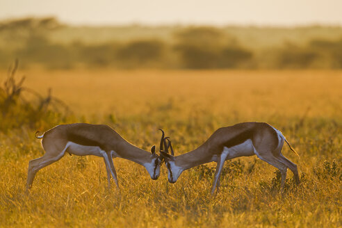 Afrika, Botsuana, Springbockkampf im zentralen Kalahari-Wildreservat - FOF002167
