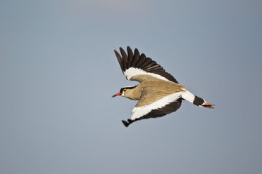 Afrika, Botswana, Zentral Kalahari Wildreservat, Kiebitz fliegt in den klaren Himmel - FOF002172