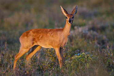 Afrika, Botsuana, Steinbock im Zentral Kalahari Wildreservat - FOF002175