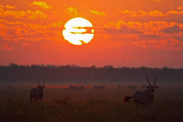 Afrika, Botswana, Gemsbock im zentralen Kalahari Wildreservat bei Sonnenuntergang - FOF002176