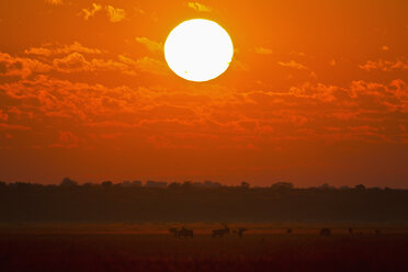 Afrika, Botswana, Gemsbock im Zentral Kalahari Wildreservat bei Sonnenaufgang - FOF002177