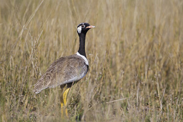 Afrika, Botsuana, Schwarzer Korhaan im zentralen Kalahari-Wildreservat - FOF002178