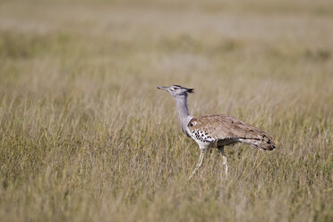 Afrika, Botsuana, Kori-Trappe im zentralen Kalahari-Wildreservat - FOF002179