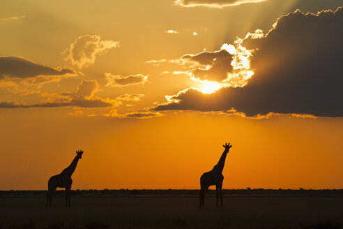 Afrika, Botswana, Giraffen im Zentral Kalahari Wildreservat bei Sonnenuntergang - FOF002180