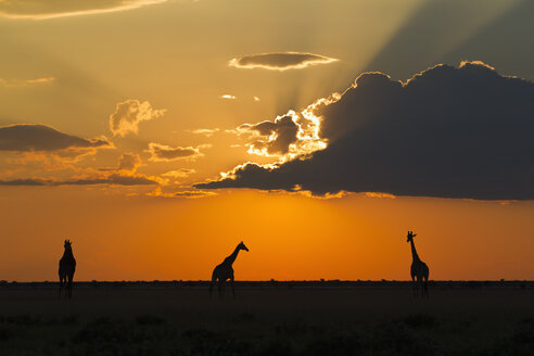 Afrika, Botswana, Giraffen im Zentral Kalahari Wildreservat bei Sonnenuntergang - FOF002181