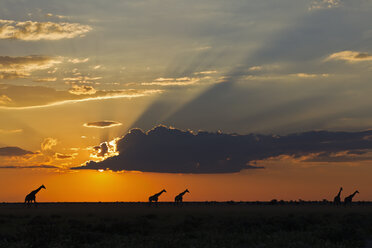 Afrika, Botswana, Giraffen im Zentral Kalahari Wildreservat bei Sonnenuntergang - FOF002182