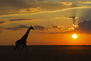 Afrika, Botswana, Giraffe im Zentral Kalahari Wildreservat bei Sonnenuntergang - FOF002183