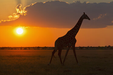 Afrika, Botswana, Giraffe im Zentral Kalahari Wildreservat bei Sonnenuntergang - FOF002184