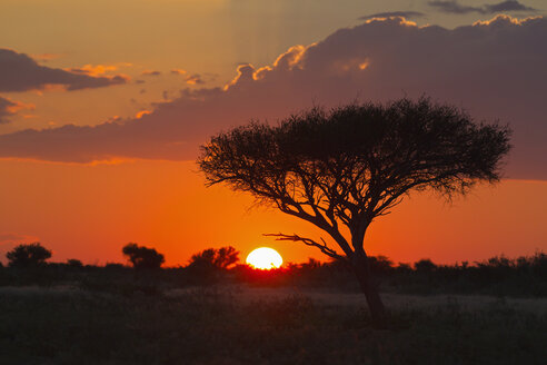 Afrika, Botswana, Blick auf das zentrale Kalahari-Wildreservat bei Sonnenuntergang mit einer Schirmakazie - FOF002185