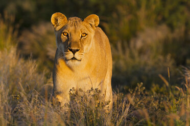 Afrika, Botswana, Löwin im zentralen Kalahari-Wildreservat - FOF002188