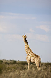 Afrika, Botswana, Giraffe im Zentral Kalahari Wildreservat bei Sonnenuntergang - FOF002190