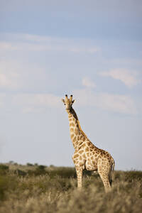 Afrika, Botswana, Giraffe im Zentral Kalahari Wildreservat bei Sonnenuntergang - FOF002190