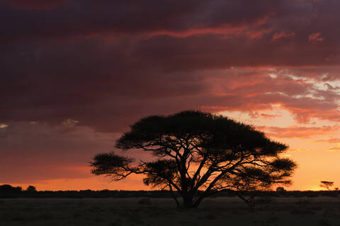 Afrika, Botswana, Blick auf das zentrale Kalahari-Wildreservat bei Sonnenuntergang mit einer Schirmakazie, lizenzfreies Stockfoto