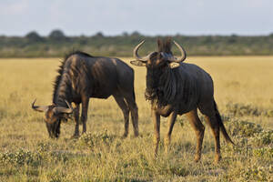 Afrika, Botsuana, Streifengnu im Zentral Kalahari Wildreservat - FOF002192