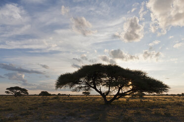 Afrika, Botswana, Blick auf das zentrale Kalahari-Wildreservat mit einer Schirmakazie - FOF002193