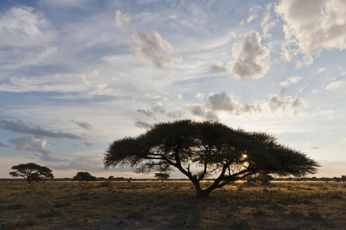 Afrika, Botswana, Blick auf das zentrale Kalahari-Wildreservat mit einer Schirmakazie - FOF002193