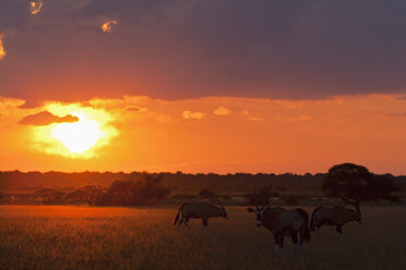 Afrika, Botswana, Gemsbock im zentralen Kalahari Wildreservat bei Sonnenuntergang - FOF002194