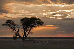 Afrika, Botsuana, Springbock im zentralen Kalahari-Wildreservat - FOF002195