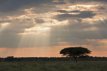 Afrika, Botswana, Blick auf das zentrale Kalahari-Wildreservat in der Abenddämmerung mit einer Schirmakazie - FOF002197