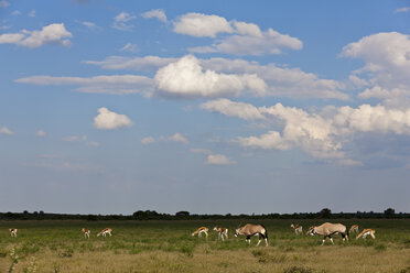 Afrika, Botsuana, Gemsbock im Zentral Kalahari Wildreservat - FOF002198