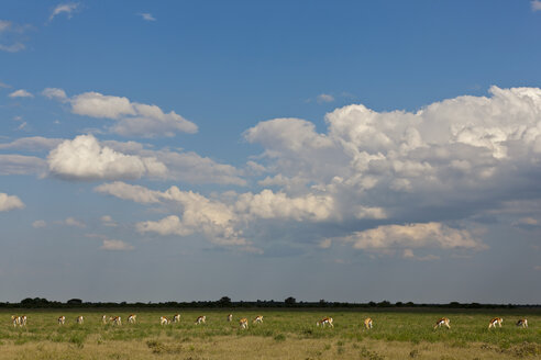 Afrika, Botsuana, Springbock im zentralen Kalahari-Wildreservat - FOF002199