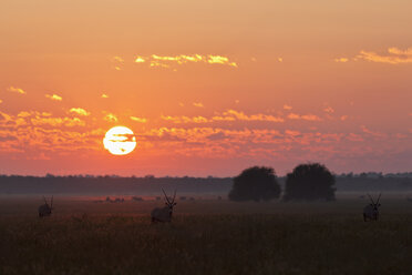 Afrika, Botswana, Gemsbock im Zentral Kalahari Wildreservat bei Sonnenaufgang - FOF002202