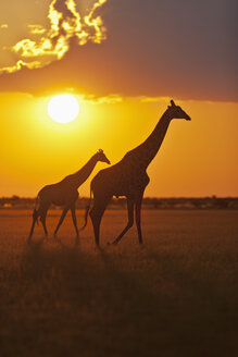 Afrika, Botswana, Giraffen im Zentral Kalahari Wildreservat bei Sonnenuntergang - FOF002203