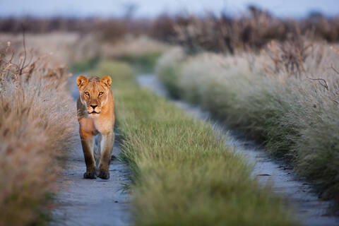 Afrika, Botswana, Löwin im zentralen Kalahari-Wildreservat, lizenzfreies Stockfoto