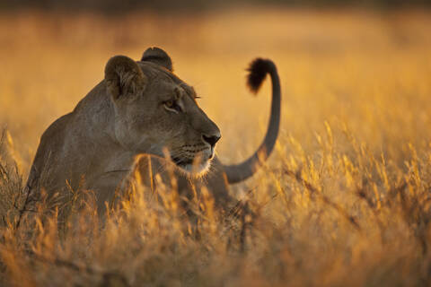 Afrika, Botswana, Löwin im zentralen Kalahari-Wildreservat, lizenzfreies Stockfoto