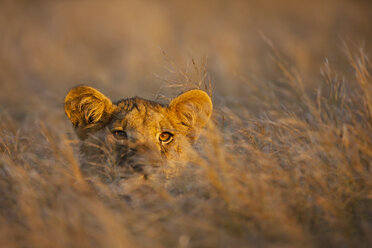 Afrika, Botswana, Löwin im zentralen Kalahari-Wildreservat - FOF002208