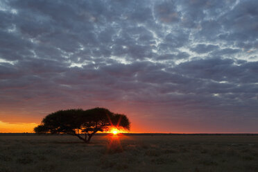 Afrika, Botswana, Blick auf das zentrale Kalahari-Wildreservat bei Sonnenaufgang mit einer Schirmakazie - FOF002213